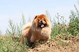 CHOW CHOW 158